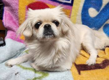 Pekingese Dogs Available for Adoption in Smithfield, Pennsylvania - BONNIE | PetCurious