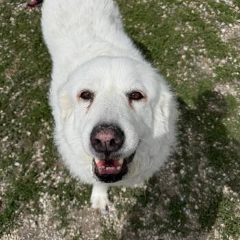 Dandelion -  Mixed Breed Dog for Adoption in Park City, Utah - Dandelion | PetCurious
