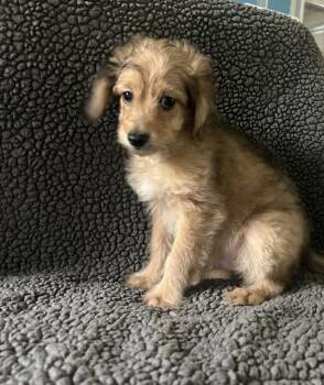 Samson -  Poodle and Dachshund Dog for Adoption - Samson | PetCurious