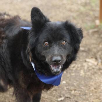 Chow Chow Dogs Available for Adoption in San Antonio, Texas - NELLY | PetCurious