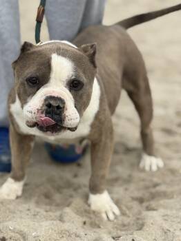 Staffordshire Bull Terrier Dogs Available for Adoption in Santa Monica, California - Colette | PetCurious