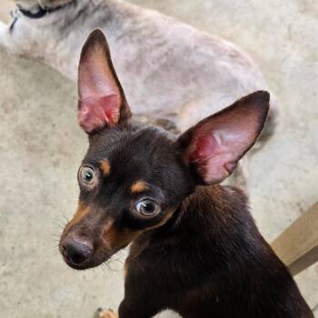 Miniature Pinscher and Chihuahua Dogs Available for Adoption in Boerne, Texas - Sassy Pants | PetCurious