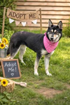 German Shepherd Dog Dogs Available for Adoption - Jolly Joy  | PetCurious