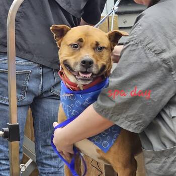 Kirby -  Terrier Dog for Adoption in South Bend, Indiana - Kirby | PetCurious