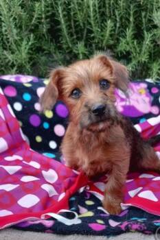Yorkshire Terrier Dogs Available for Adoption in Mentone, California - Wednesday | PetCurious