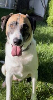 Remi (Bambi) Lonestar -  Great Pyrenees and Shepherd Dog for Adoption in Rockaway, New Jersey - Remi (Bambi) Lonestar | PetCurious