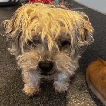 Mixed Breed Dogs Available for Adoption - Mimo | PetCurious