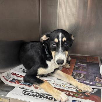 Tex -  Shepherd Dog for Adoption in Edinburg, Texas - Tex | PetCurious