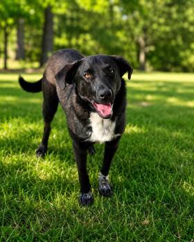 River -  Border Collie Dog for Adoption in Yukon, Oklahoma - River | PetCurious