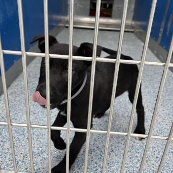 Black Labrador Retriever and Shepherd Dogs Available for Adoption - Jet | PetCurious