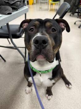 Rescue Pit Bull Terrier and Rottweiler Dogs for Adoption in Teterboro, New Jersey - Socks | PetCurious