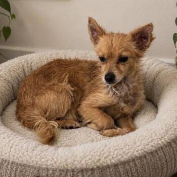 Stevie -  Chihuahua Dog for Adoption in Sonoma, California - Stevie | PetCurious