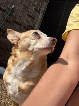 PATTY -  Chihuahua Dog Available for Adoption in Edgecliff Village, Texas - PATTY | PetCurious