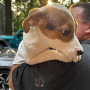 August -  Beagle Dog for Adoption in Wilkesboro, North Carolina - August | PetCurious