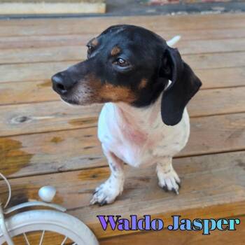 Dachshund Dogs Available for Adoption in San Antonio, Texas - Waldo Jasper | PetCurious