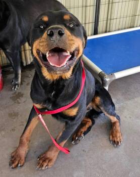 Stelio Kontos -  Rottweiler Dog for Adoption in El Centro, California - Stelio Kontos | PetCurious