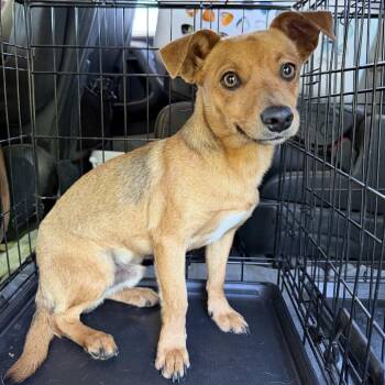 Chihuahua and Mixed Breed Dogs Available for Adoption in Wadena, Minnesota - Donny | PetCurious