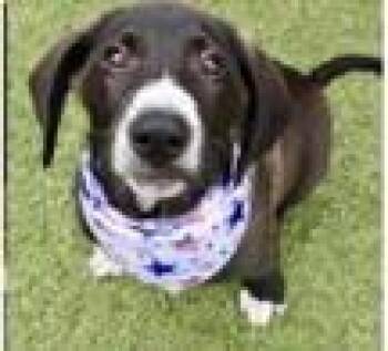 Sophie -  Great Pyrenees and Bloodhound Dog for Adoption in Newport, Kentucky - Sophie | PetCurious