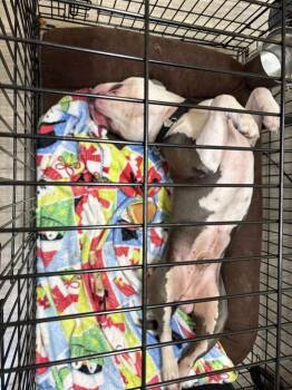 Rugar -  American Bulldog Dog Available for Adoption in Lakeland, Florida - Rugar | PetCurious
