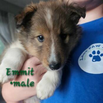 Shetland Sheepdog Sheltie Dogs Available for Adoption in Tomah, Wisconsin - Emmitt | PetCurious