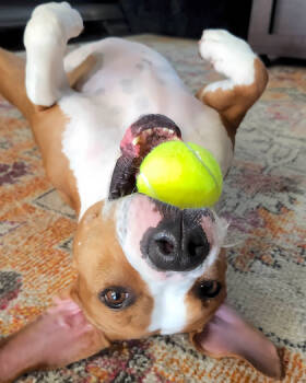 Rescue Mixed Breed Dogs for Adoption in Leander, Texas - Minnie | PetCurious