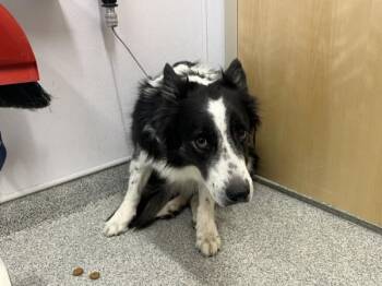 HARLEY -  Collie and Border Collie Dog for Adoption in Loveland, Colorado - HARLEY | PetCurious