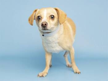 RAUL JIMENEZ -  Chihuahua Dog for Adoption in Phoenix, Arizona - RAUL JIMENEZ | PetCurious