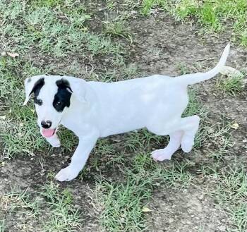 Labrador Retriever Dogs Available for Adoption in Rockaway, New Jersey - Peanut Lonestar | PetCurious
