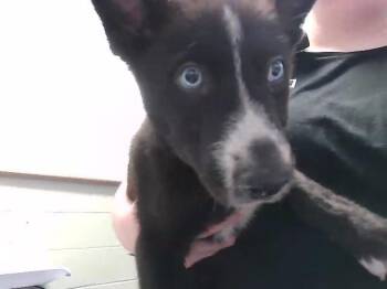WASOBI -  Husky Dog for Adoption in Tulsa, Oklahoma - WASOBI | PetCurious