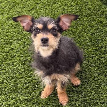 Shakira -  Terrier and Mixed Breed Dog for Adoption in Las Vegas, Nevada - Shakira | PetCurious