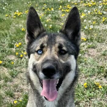 Rescue Husky and German Shepherd Dog Dogs for Adoption in Auburn, Nebraska - Lilac | PetCurious
