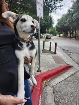 NIEVES -  Husky Dog for Adoption in San Antonio, Texas - NIEVES | PetCurious