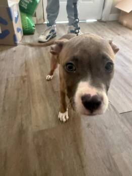 Pit Bull Puppy -  Pit Bull Terrier Dog for Adoption in Winchester, Indiana - Pit Bull Puppy | PetCurious