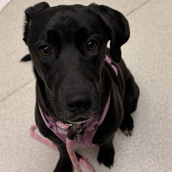 Charlot -  Mixed Breed Dog for Adoption in Murray, Utah - Charlot | PetCurious
