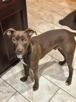 Labrador Retriever and Pit Bull Terrier Dogs Available for Adoption - Ceasar | PetCurious