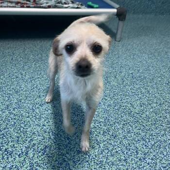 Mixed Breed Dogs Available for Adoption - Cami | PetCurious