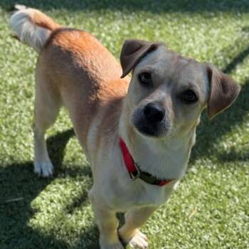 Rescue Dachshund Dogs for Adoption in Nampa, Idaho - Ron | PetCurious