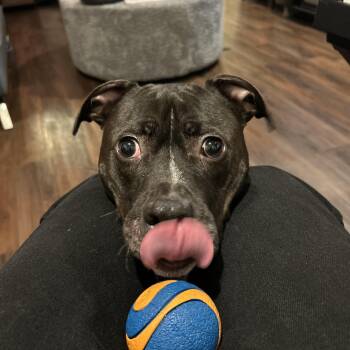 Rescue Pit Bull Terrier and Boxer Dogs for Adoption in Frederick, Maryland - Zahara -- Courtesy Post | PetCurious