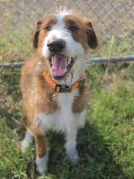 Maverick -  Goldendoodle and Labrador Retriever Dog for Adoption in Watertown, Connecticut - Maverick | PetCurious