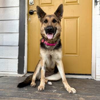 Rescue German Shepherd Dog Dogs for Adoption in Houston, Texas - Maple | PetCurious