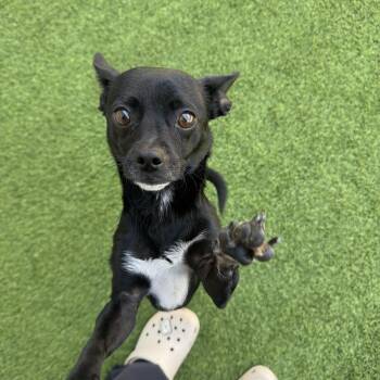 Chihuahua Dogs Available for Adoption in Las Vegas, Nevada - Freddy | PetCurious