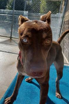 Livia -  Terrier and Retriever Dog for Adoption in Kalamazoo, Michigan - Livia | PetCurious