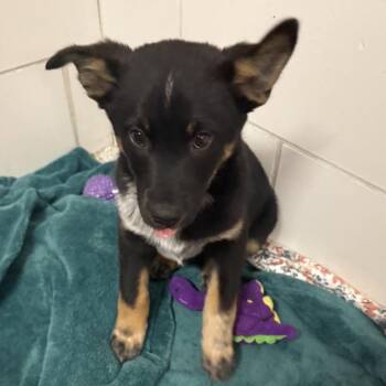 Shepherd Dogs Available for Adoption in Gloucester, Virginia - Tobias | PetCurious
