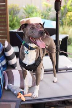 American Staffordshire Terrier Dogs Available for Adoption - Aspen | PetCurious