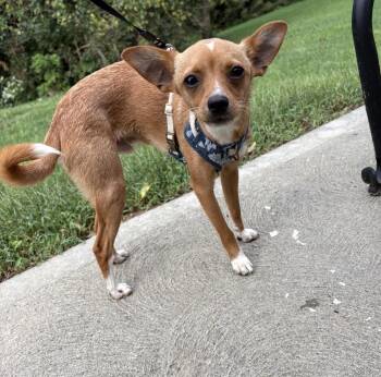 Tippy -  Mixed Breed Dog for Adoption in Maineville, Ohio - Tippy | PetCurious