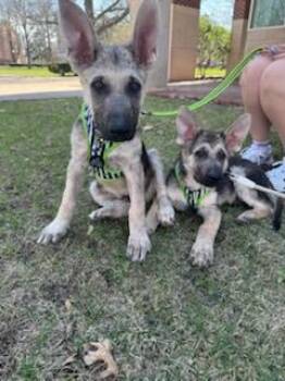 German Shepherd Dog Dogs Available for Adoption in Kirksville, Missouri - Dante | PetCurious