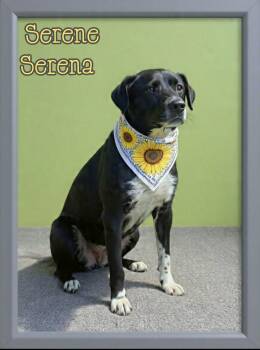 Serena -  Border Collie and Catahoula Leopard Dog Dog for Adoption in Grove, Oklahoma - Serena | PetCurious