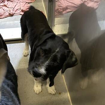 BUBBLES -  Parson Russell Terrier and Mixed Breed Dog for Adoption in Modesto, California - BUBBLES | PetCurious