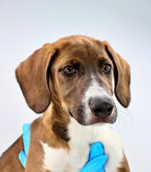 Eggo -  Hound and Mixed Breed Dog for Adoption in Morton Grove, Illinois - Eggo | PetCurious