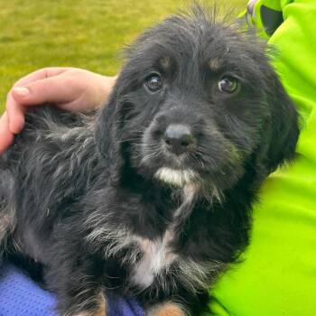 Emilia Mae -  Poodle and Mixed Breed Dog for Adoption in Alma, Wisconsin - Emilia Mae | PetCurious